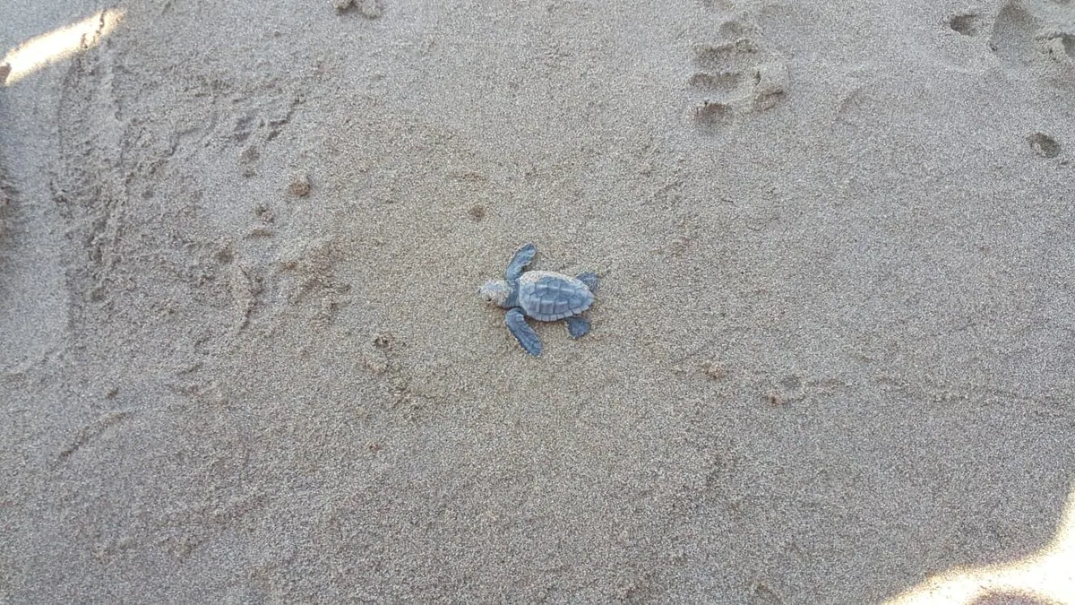 Ein mit einem Gitter geschütztes Schildkrötennest an der Lara Beach, Zypern