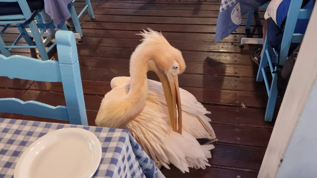 Die Terrasse des Restaurants The Pelican am Hafen von Paphos