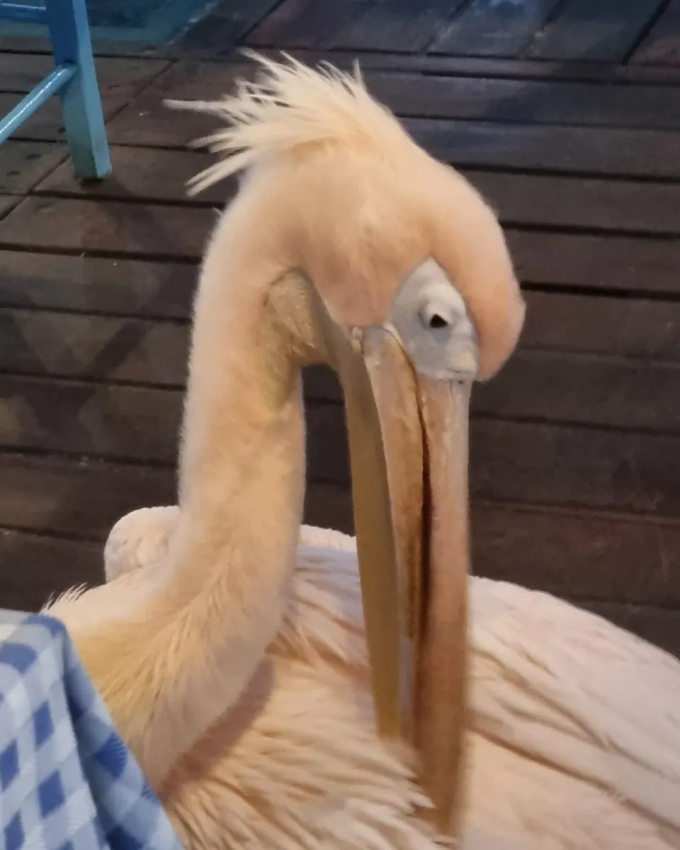 Der Hauspelikan im Restaurant The Pelican in Paphos