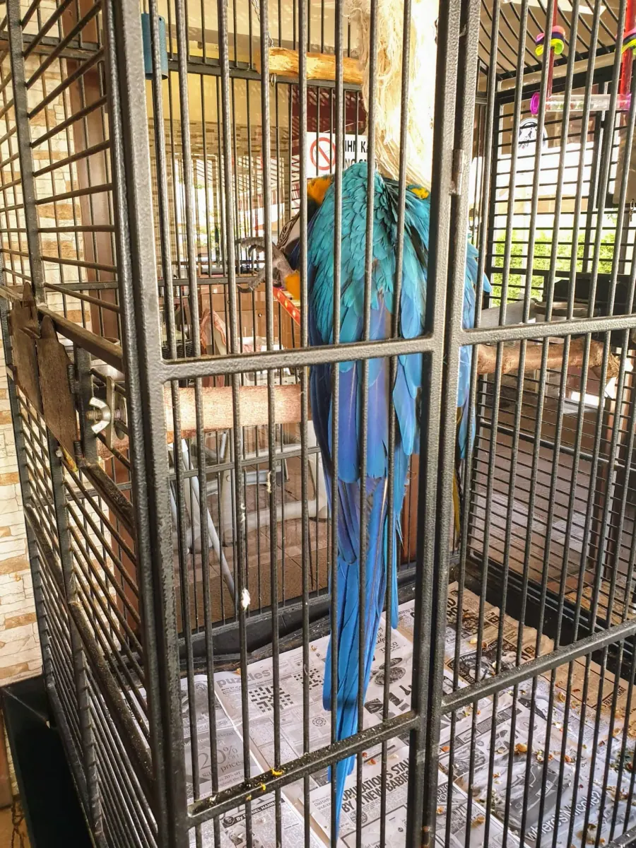 Der Papagei, der im Restaurant Parrot neben der Villa Nadezda lebt